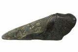 Partial, Fossil Megalodon Tooth Paper Weight #144431-1